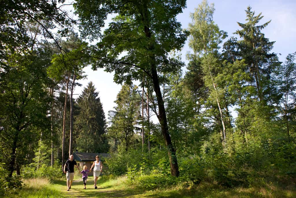 Family walking through forest