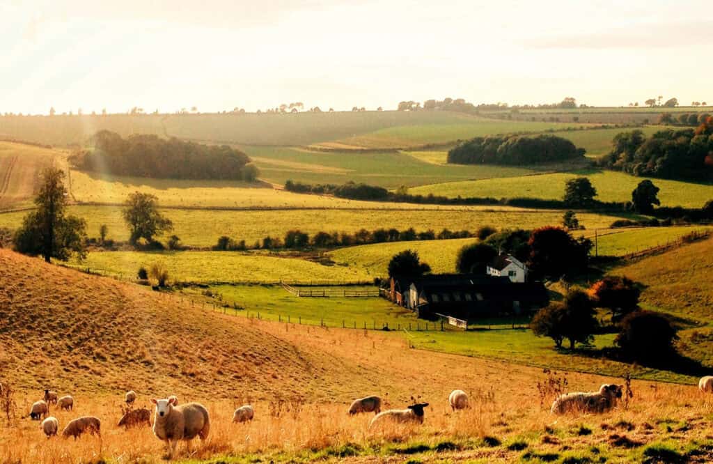 Lincolnshire landscape with sheep