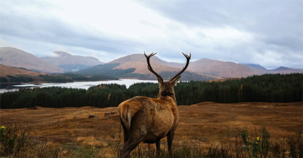 Scotland: The Perfect Spot for Your Holiday Lodge Investment